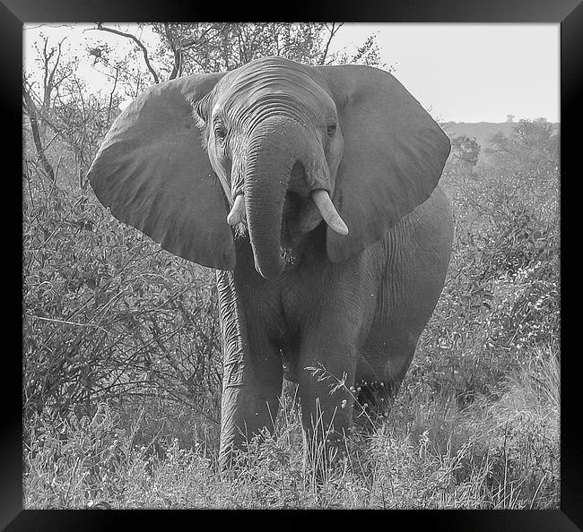 Kruger Elephant Framed Print by colin chalkley