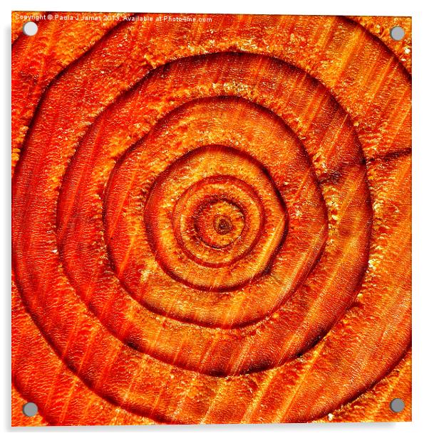 Tree Rings Acrylic by Paula J James