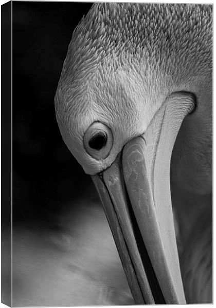 Its a pelicans life Canvas Print by Matthew Burniston
