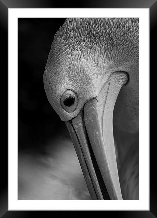 Its a pelicans life Framed Mounted Print by Matthew Burniston