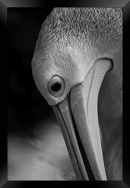 Its a pelicans life Framed Print by Matthew Burniston