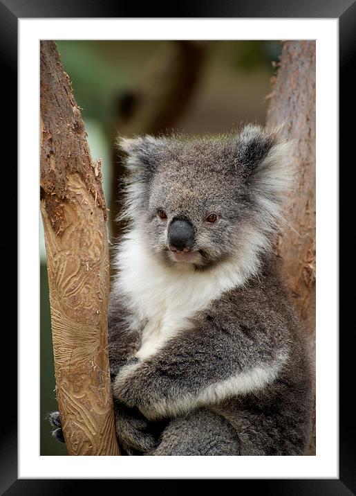Koala Dreaming Framed Mounted Print by Graham Palmer