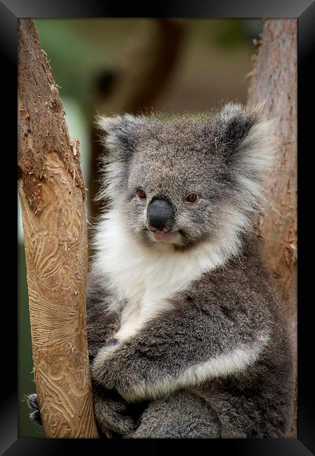 Koala Dreaming Framed Print by Graham Palmer