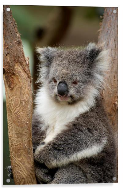Koala Dreaming Acrylic by Graham Palmer