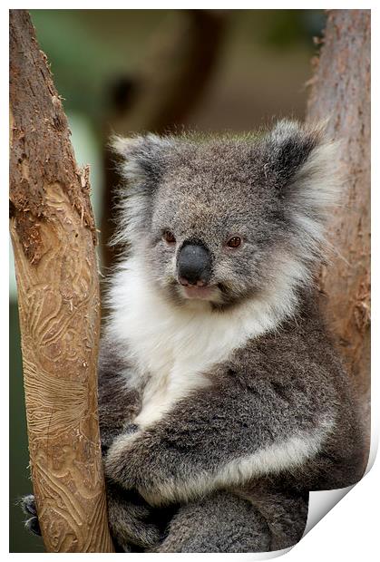 Koala Dreaming Print by Graham Palmer