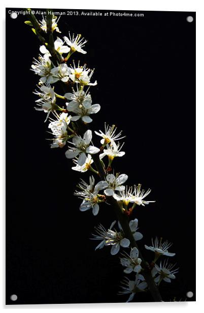 Hawthorn Flowers Acrylic by Alan Harman