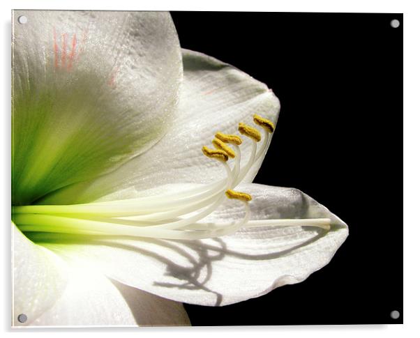 White Amaryllis Acrylic by Mary Lane