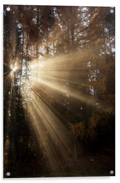 Sunbeam early morning in forrest Acrylic by Robert Parma