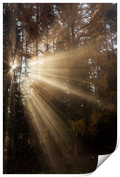 Sunbeam early morning in forrest Print by Robert Parma