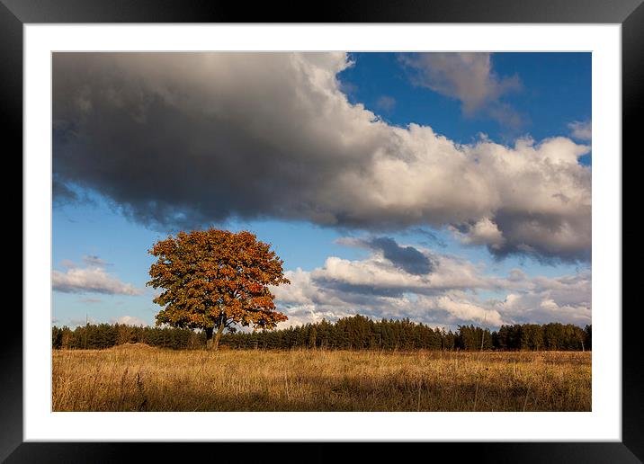 Autumn Framed Mounted Print by Robert Parma