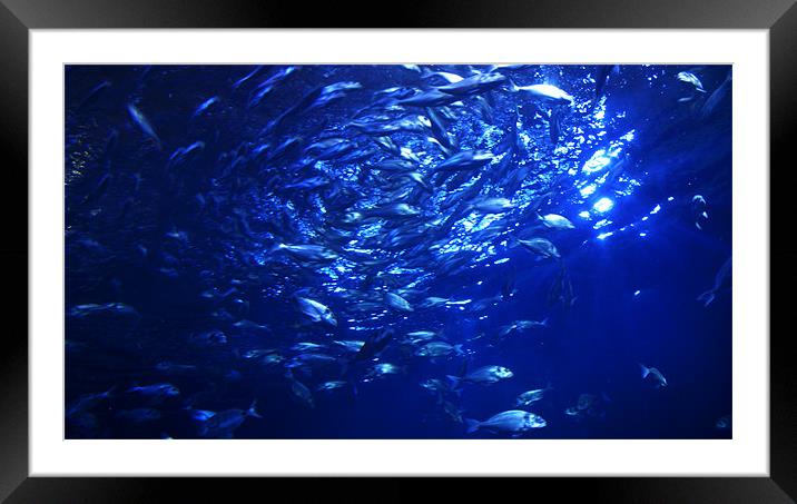 Frenzy Framed Mounted Print by Bobby Brown