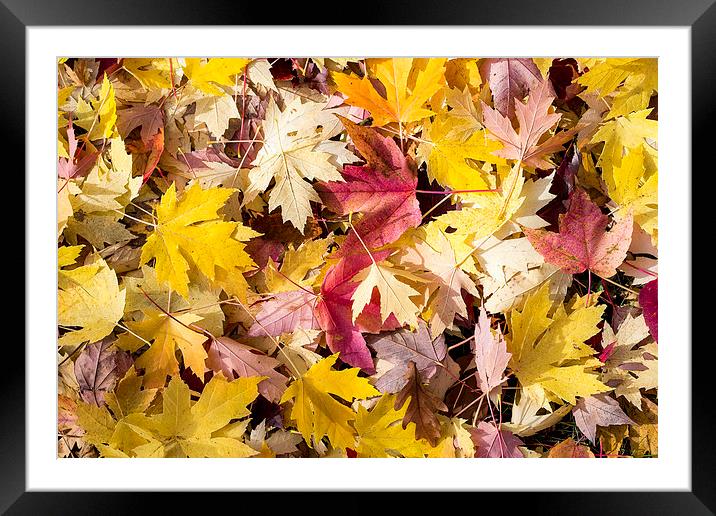 Maple leaves Framed Mounted Print by Steven Ralser