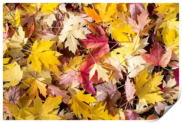Maple leaves Print by Steven Ralser