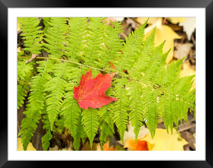 Maple leaf on Fern Framed Mounted Print by Steven Ralser