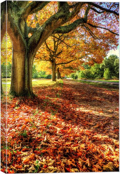 Autumn Trees Canvas Print by Simon West