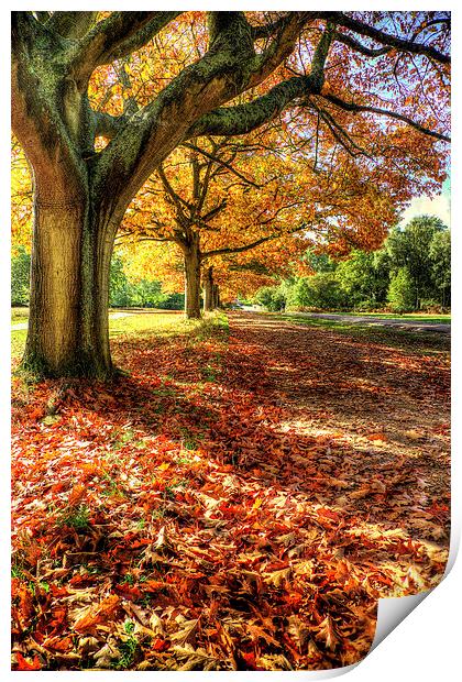 Autumn Trees Print by Simon West