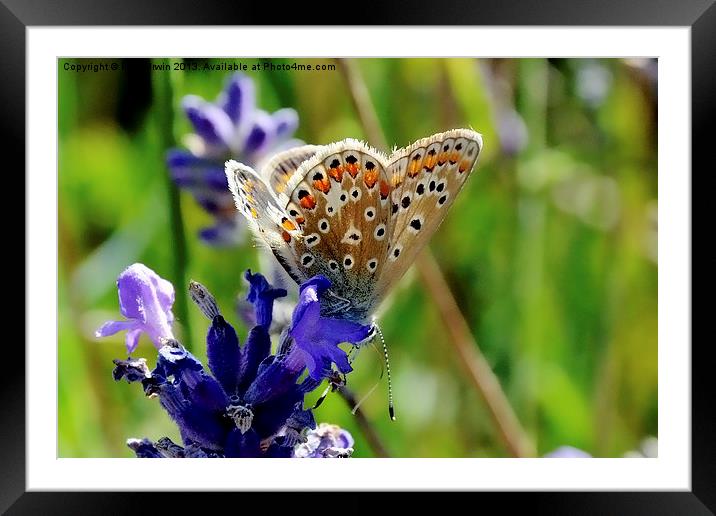 The Brown Argus butterfly Framed Mounted Print by Frank Irwin