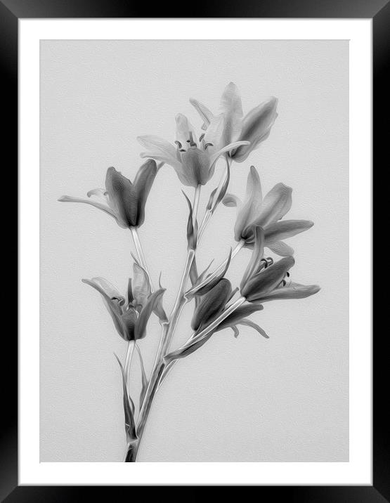 Digital Art Flowers Framed Mounted Print by Clive Eariss