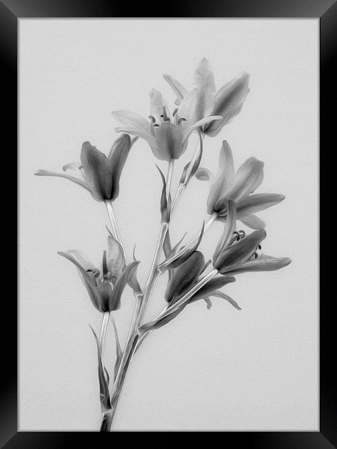 Digital Art Flowers Framed Print by Clive Eariss