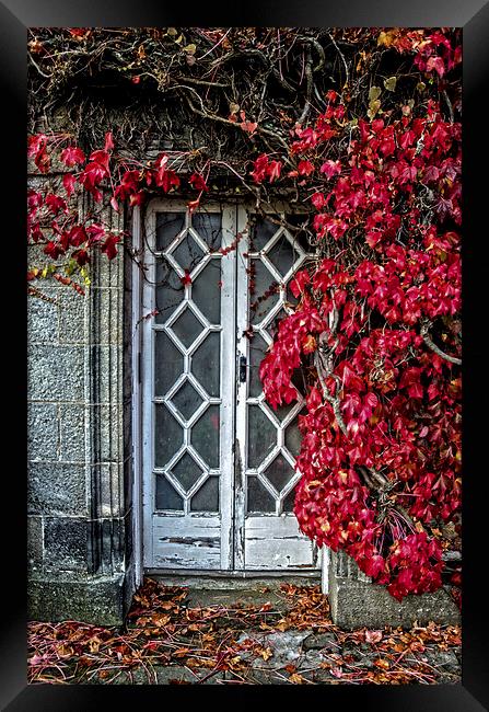 Weathered Beauty Framed Print by John Hastings