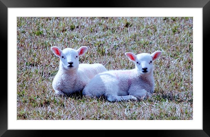 Spring Lambs Framed Mounted Print by Kenny McNab