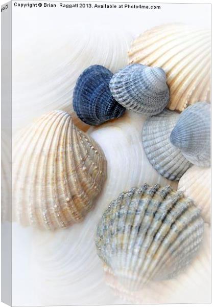 Just Sea Shells Canvas Print by Brian  Raggatt