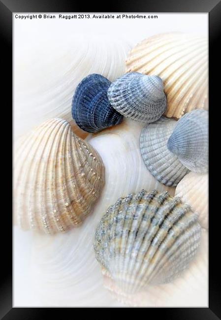 Just Sea Shells Framed Print by Brian  Raggatt