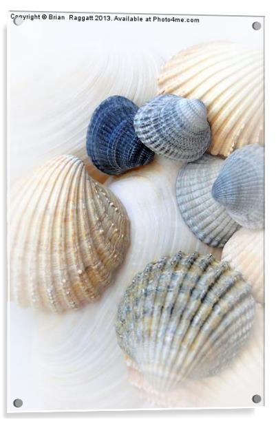 Just Sea Shells Acrylic by Brian  Raggatt