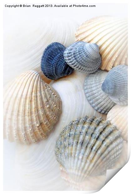 Just Sea Shells Print by Brian  Raggatt