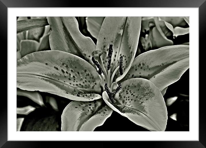 Black and White Photograph Lily Framed Mounted Print by Sue Bottomley
