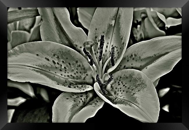 Black and White Photograph Lily Framed Print by Sue Bottomley