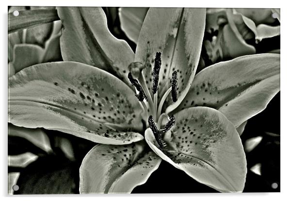 Black and White Photograph Lily Acrylic by Sue Bottomley