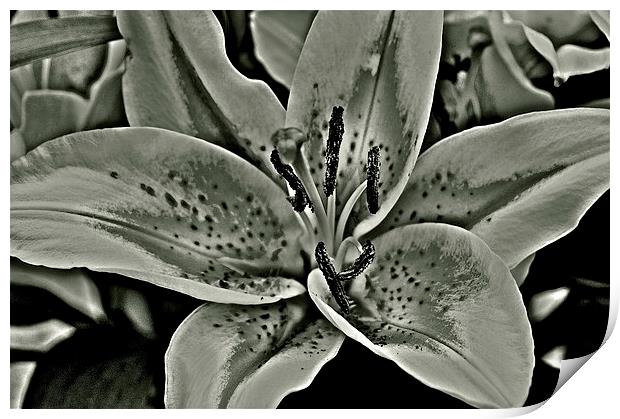 Black and White Photograph Lily Print by Sue Bottomley