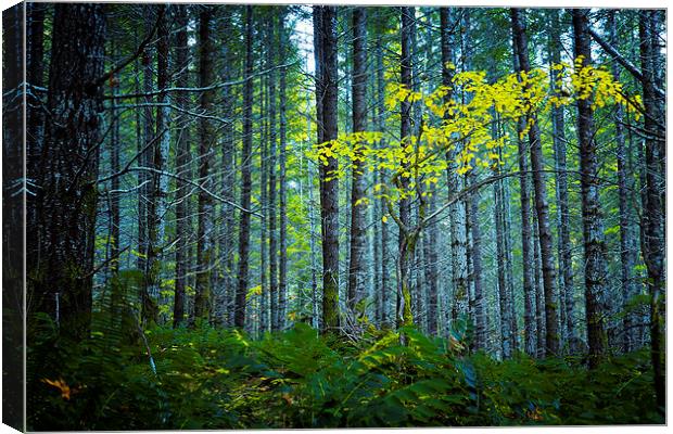 In The Woods Canvas Print by Belinda Greb