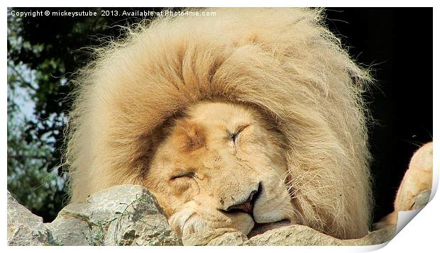 Sleepy White Lion Print by rawshutterbug 