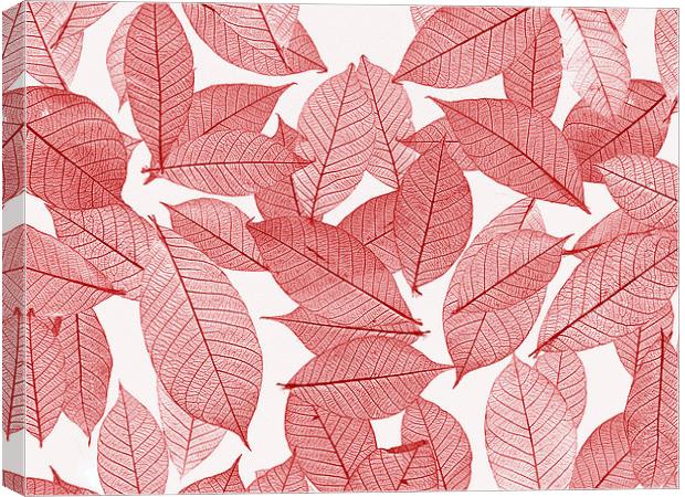 Leaves Canvas Print by Victor Burnside