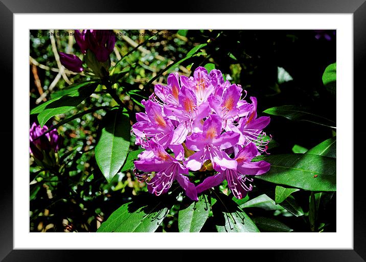 Rhododendron flower head Framed Mounted Print by Frank Irwin
