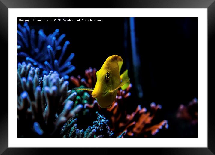 yellow tang Framed Mounted Print by paul neville