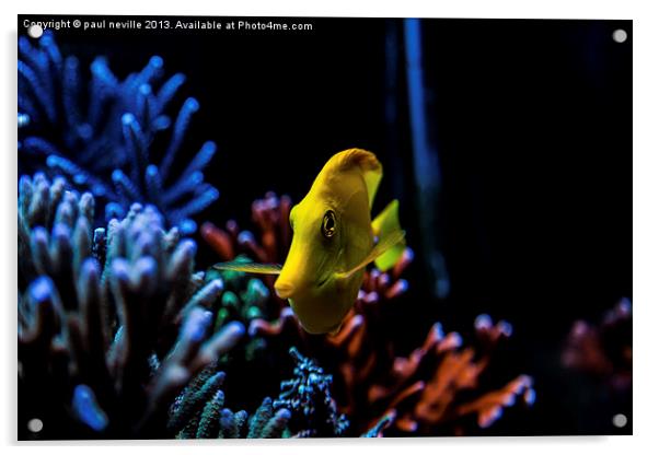 yellow tang Acrylic by paul neville