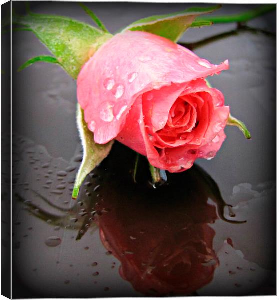 rosebud Canvas Print by sue davies