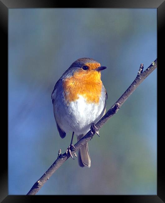 Robin Framed Print by Victor Burnside