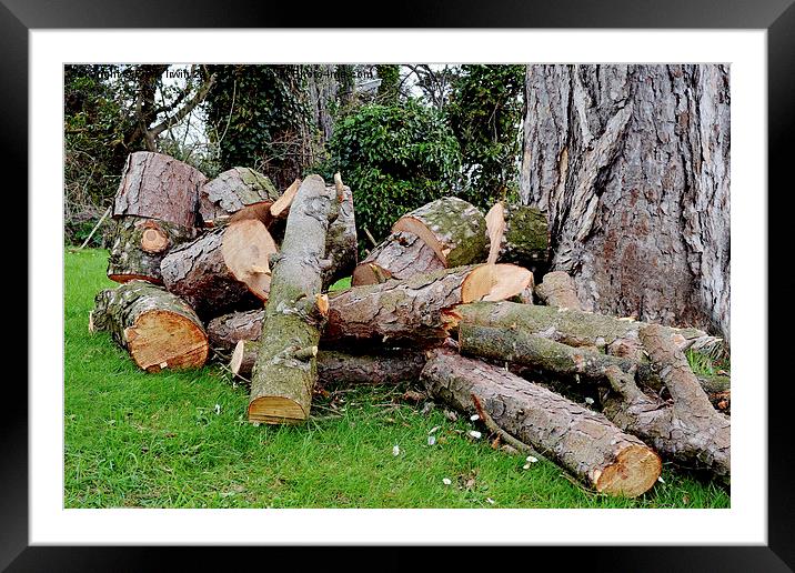 The picture shows timber ‘logged up’ Framed Mounted Print by Frank Irwin