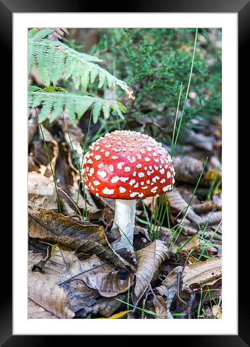 Red poison Framed Mounted Print by Thanet Photos
