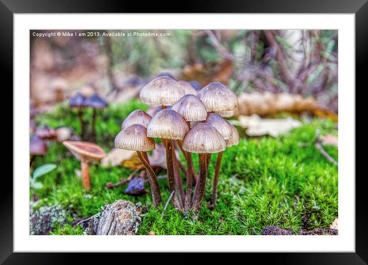 Toadstools Framed Mounted Print by Thanet Photos