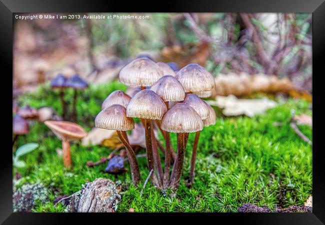 Toadstools Framed Print by Thanet Photos