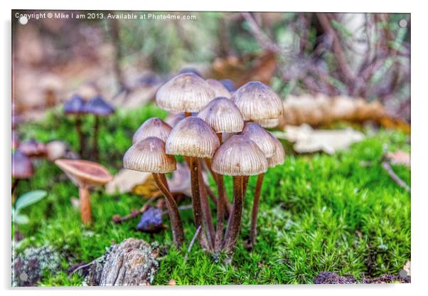 Toadstools Acrylic by Thanet Photos