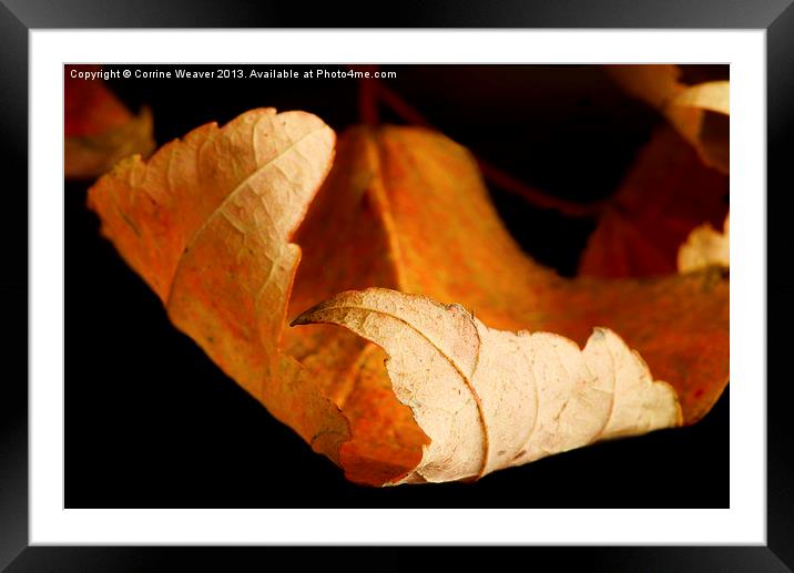 Autumn Curl Framed Mounted Print by Corrine Weaver