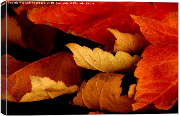 Autumn Curl 2 Canvas Print by Corrine Weaver