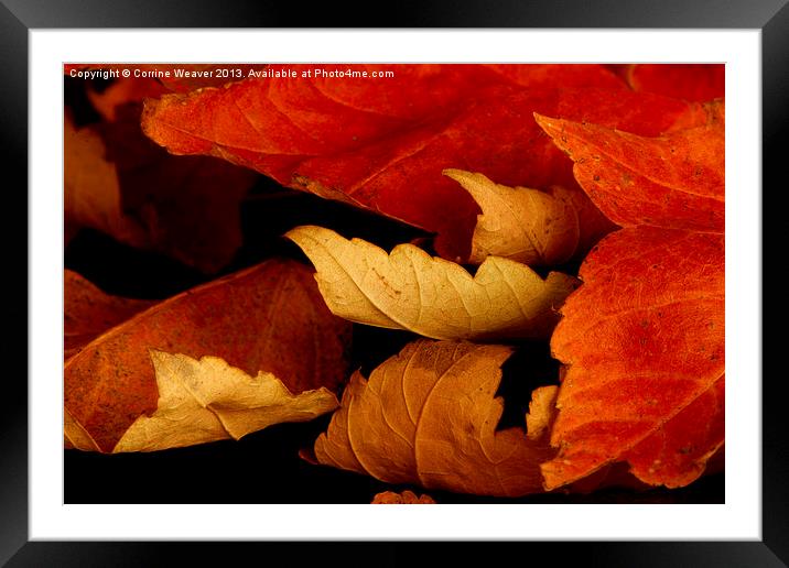 Autumn Curl 2 Framed Mounted Print by Corrine Weaver