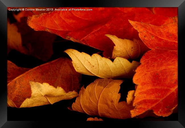 Autumn Curl 2 Framed Print by Corrine Weaver